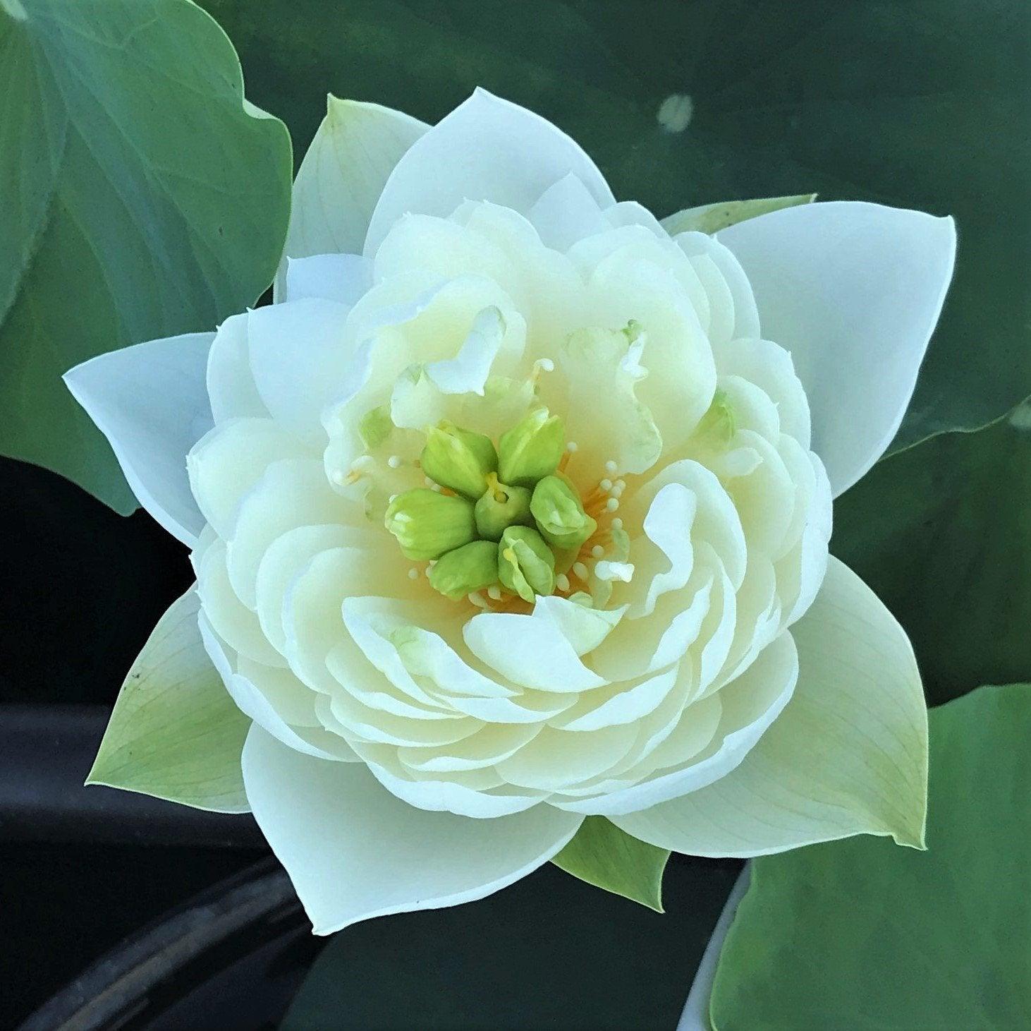 White Phoenix Lotus (Bare Root) - Play It Koi