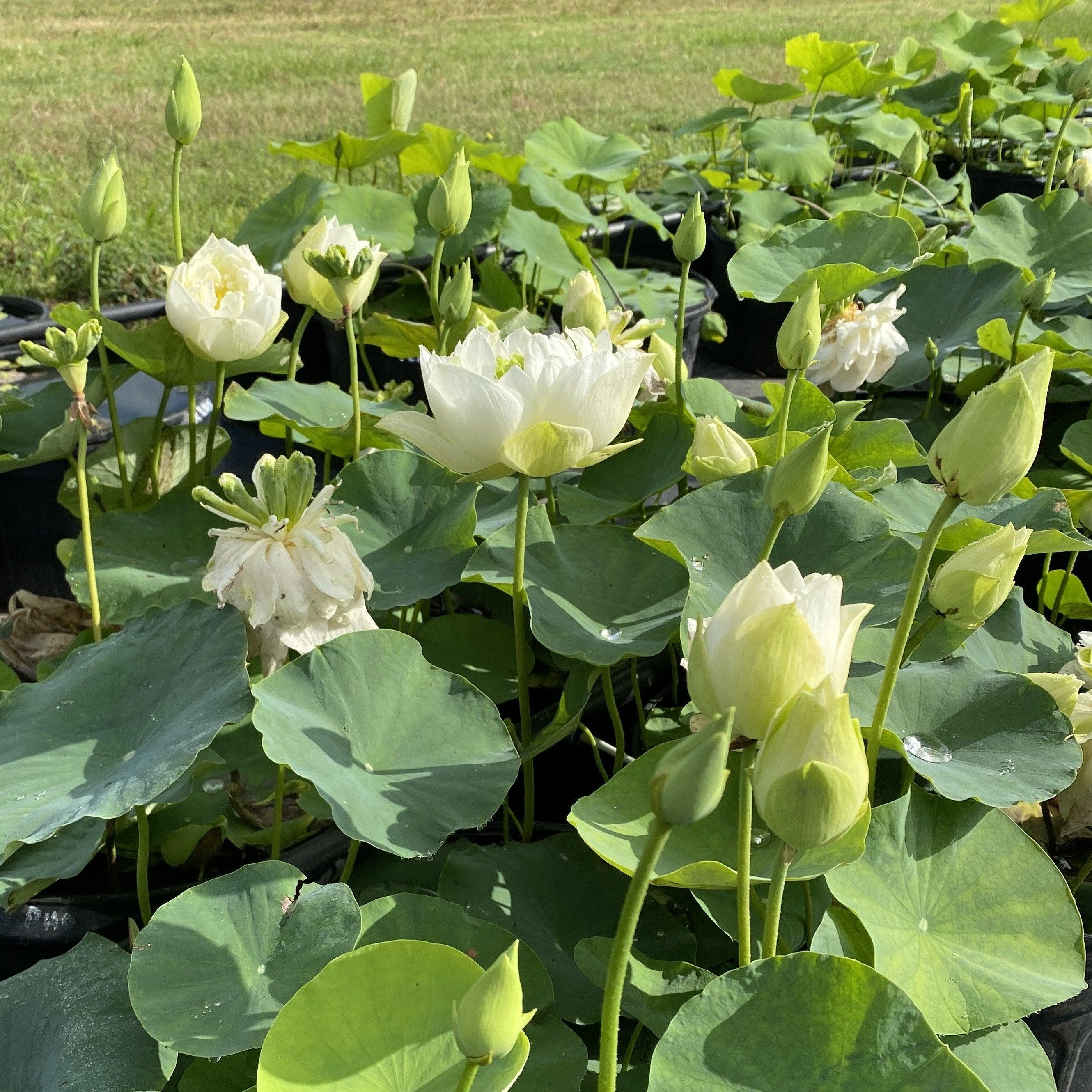 White Phoenix Lotus (Bare Root) - Play It Koi