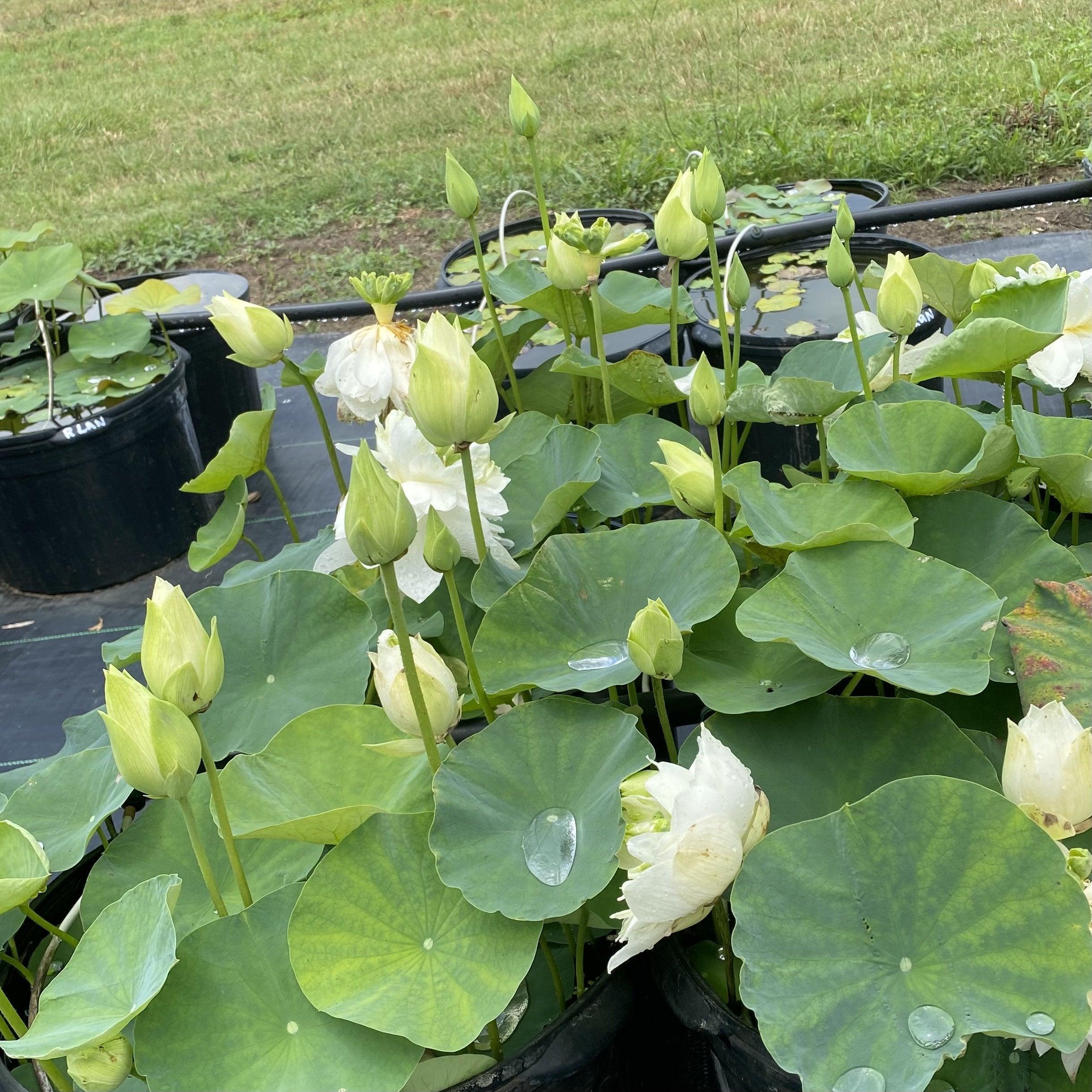 White Phoenix Lotus (Bare Root) - Play It Koi