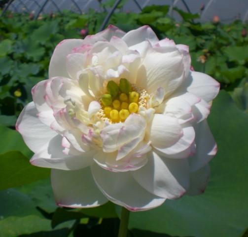 Winter Chrysanthemum - A Kiss of Pink Lotus (Bare Root) - Play It Koi