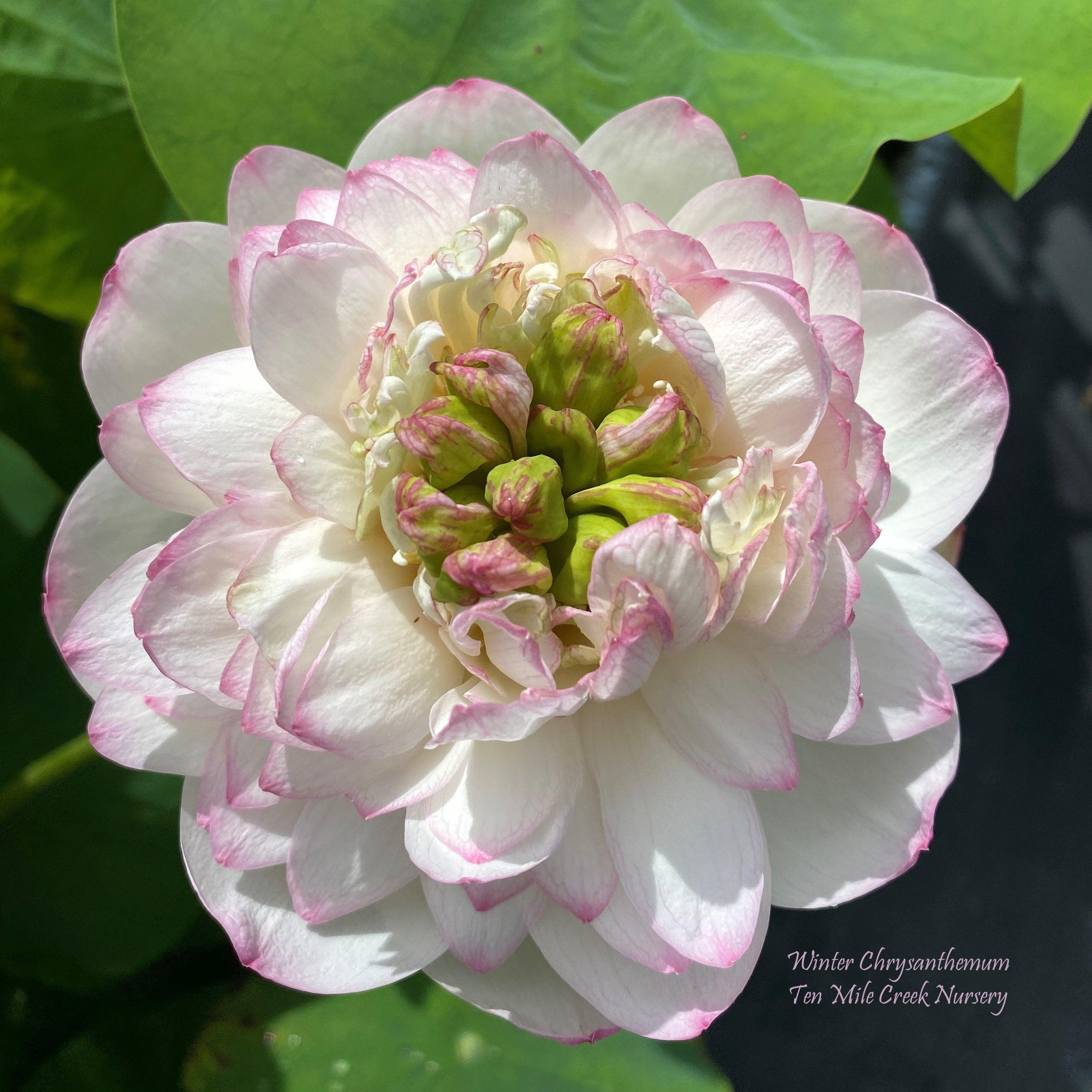 Winter Chrysanthemum - A Kiss of Pink Lotus (Bare Root) - Play It Koi