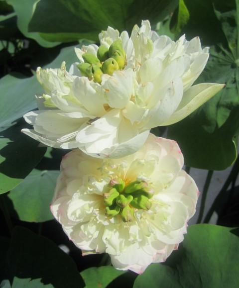 Winter Chrysanthemum - A Kiss of Pink Lotus (Bare Root) - Play It Koi