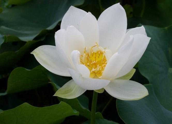 Xiamen Bowl Lotus (Bare Root) - Play It Koi