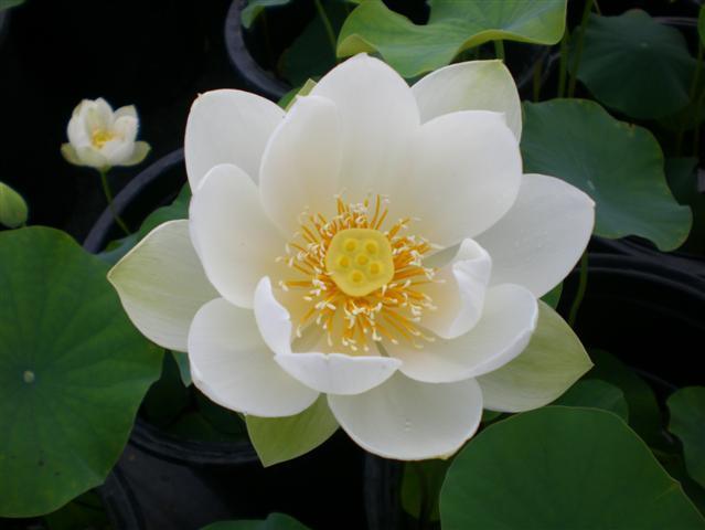 Xiamen Bowl Lotus (Bare Root) - Play It Koi