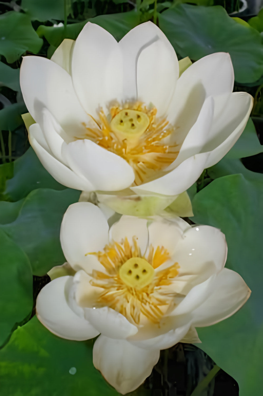 Xiamen Bowl Lotus (Bare Root) - Play It Koi