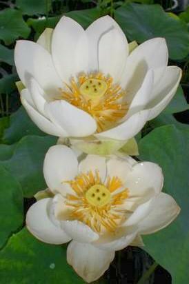 Xiamen Bowl Lotus (Bare Root) - Play It Koi