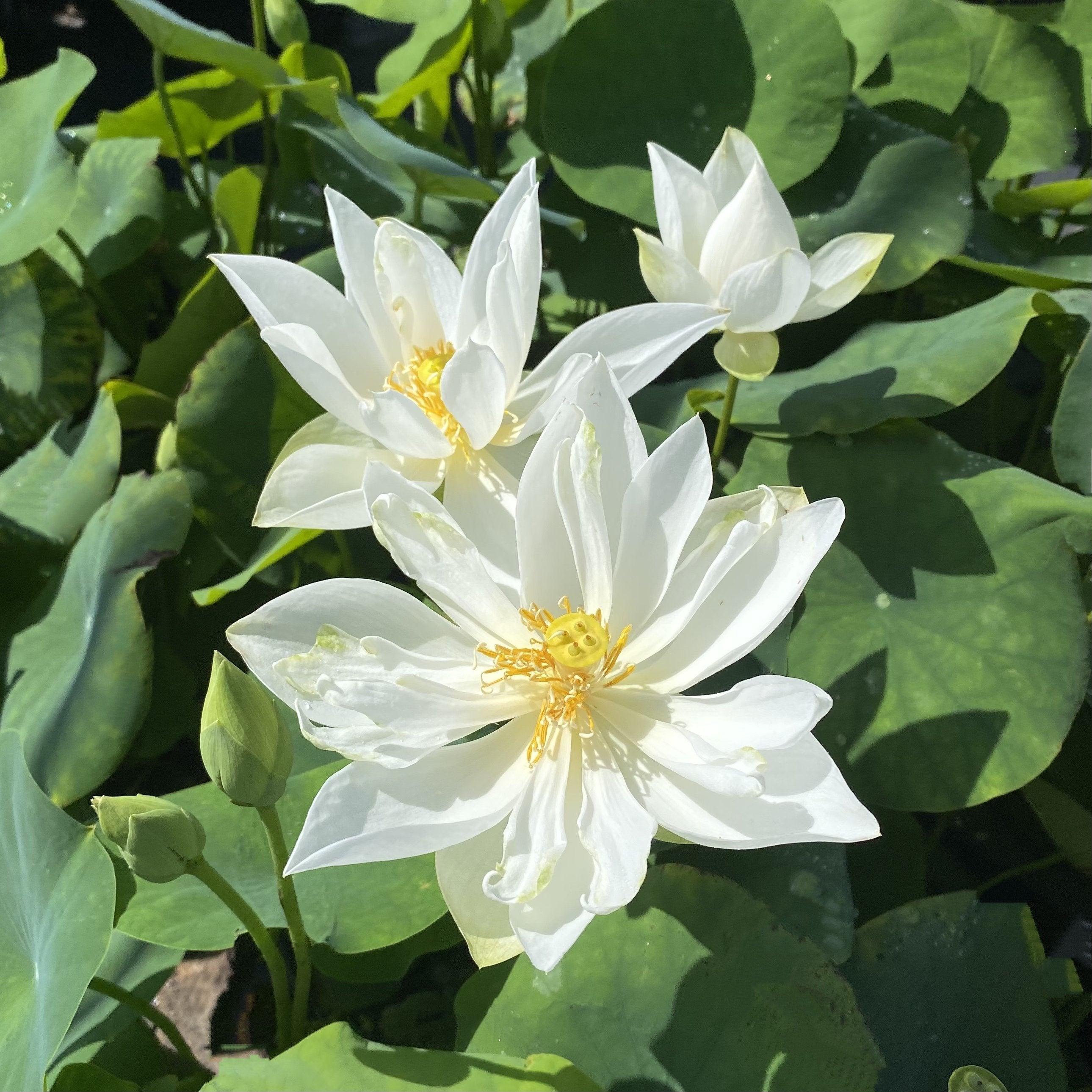 Xiamen Bowl Lotus (Bare Root) - Play It Koi