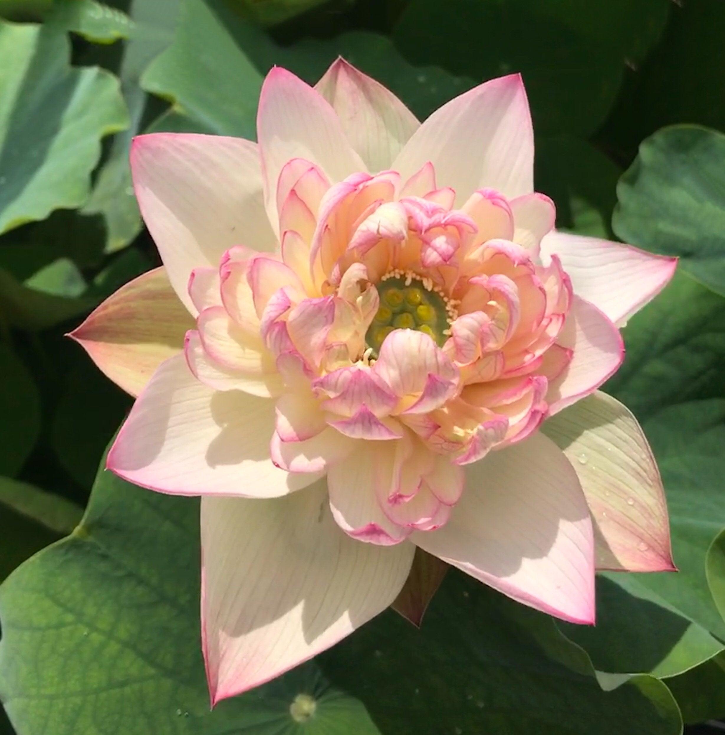 Xin Jin Xia Lotus (Bare Root) - Play It Koi