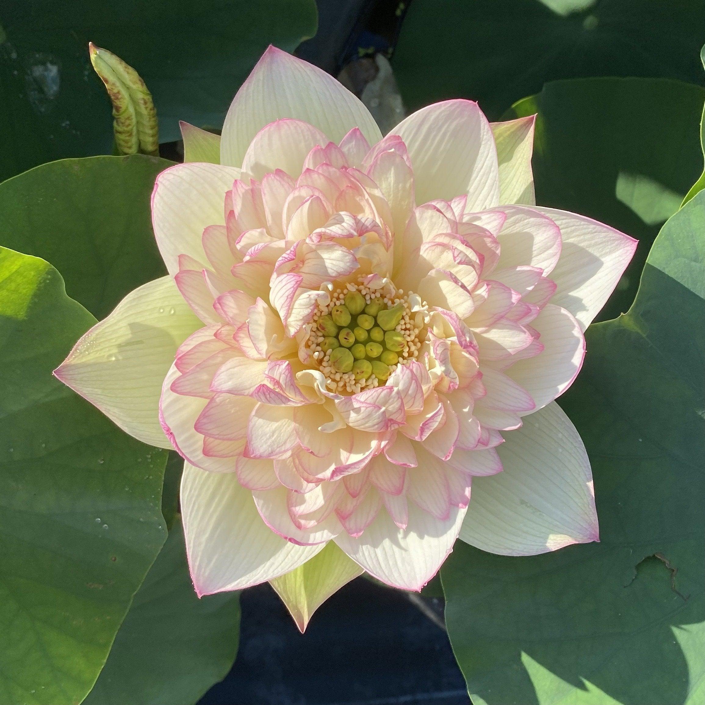 Xin Jin Xia Lotus (Bare Root) - Play It Koi