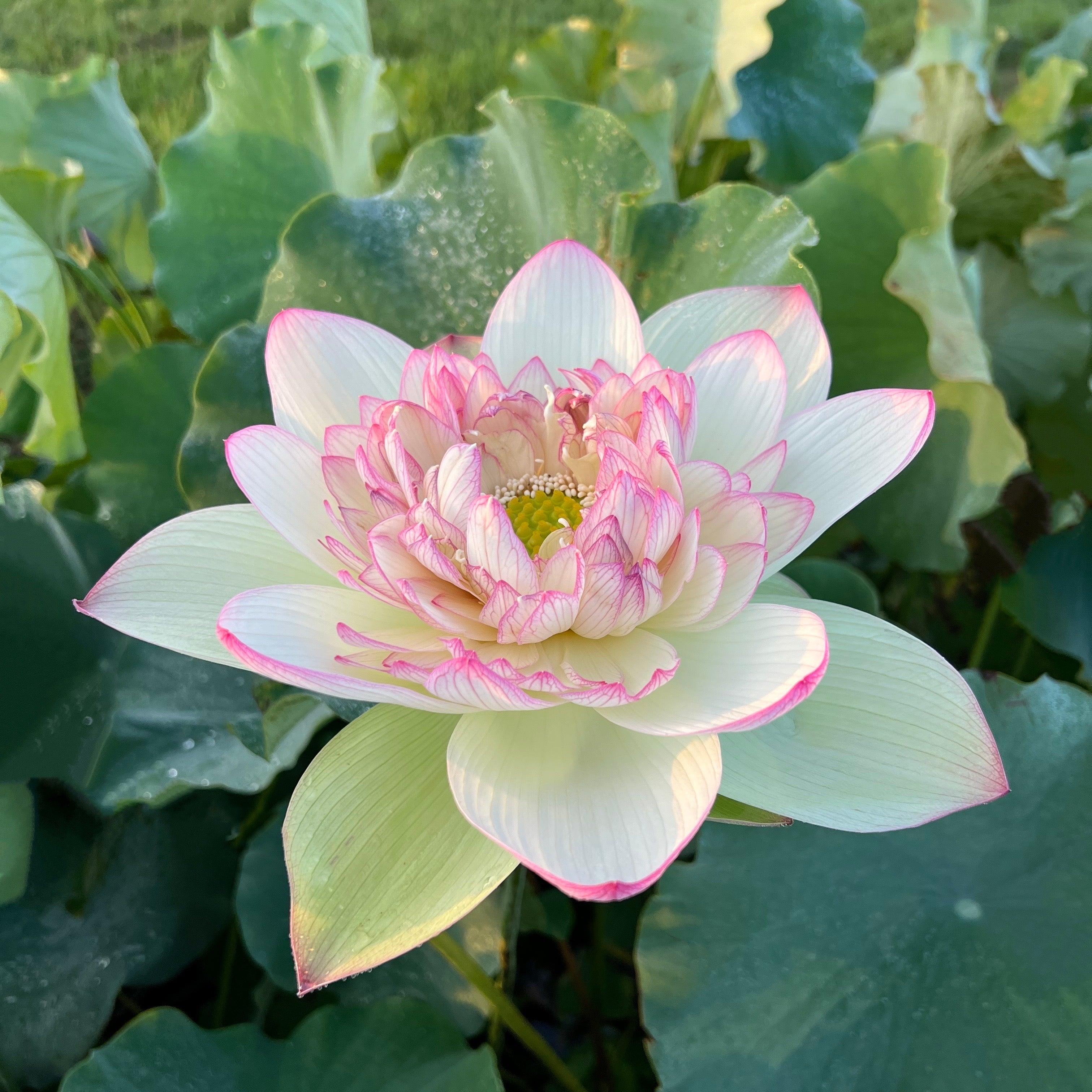 Xin Jin Xia Lotus (Bare Root) - Play It Koi