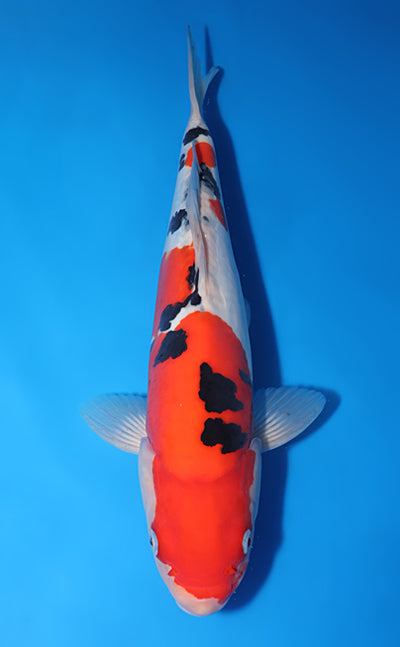 Kodama Doitsu Sanke koi y0518t032