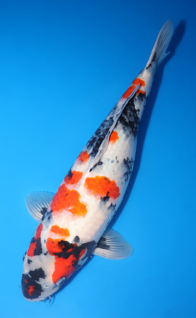 Kodama Showa koi y0518t040 view 2