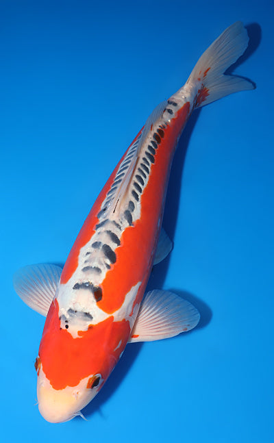 Kodama Shusui koi y0617b004 view 2
