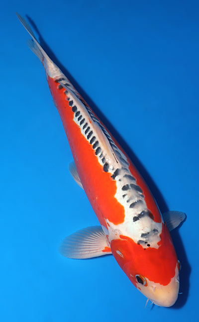 Kodama Shusui koi y0617b004 view 3
