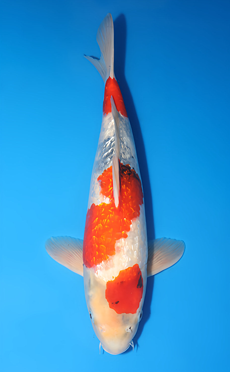 Kodama Ginrin Showa koi y0617b026