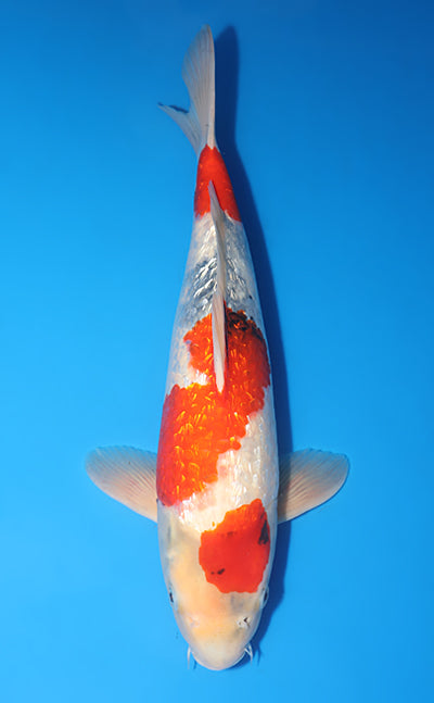Kodama Ginrin Showa koi y0617b026