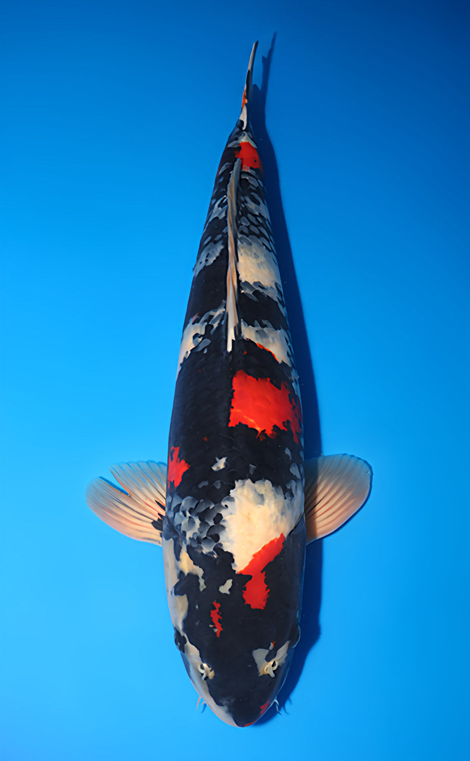 Kodama Showa koi y0707b003