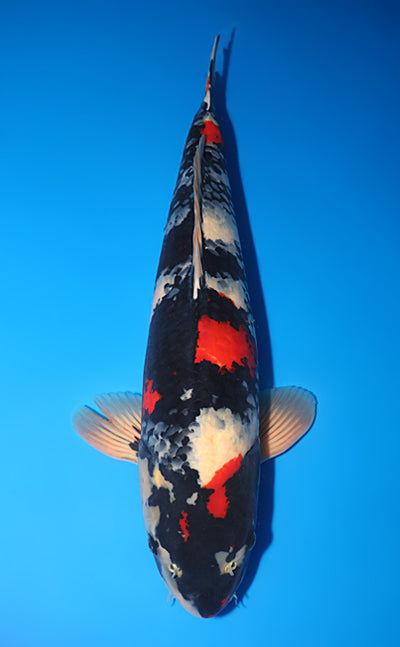 Kodama Showa koi y0707b003