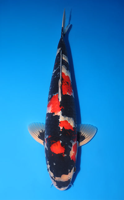 Kodama Showa koi y0707b017
