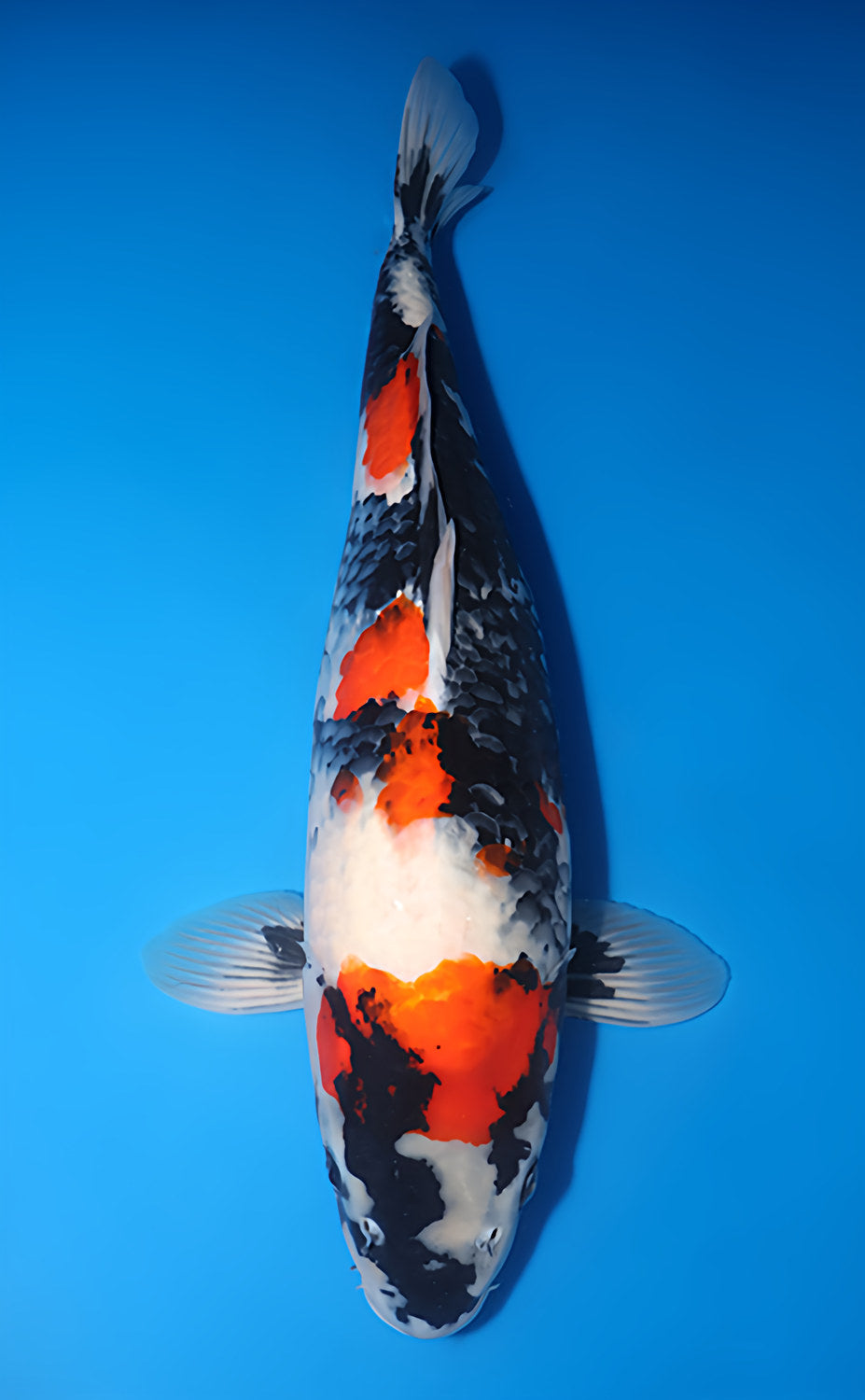 Kodama Showa koi y0707b040