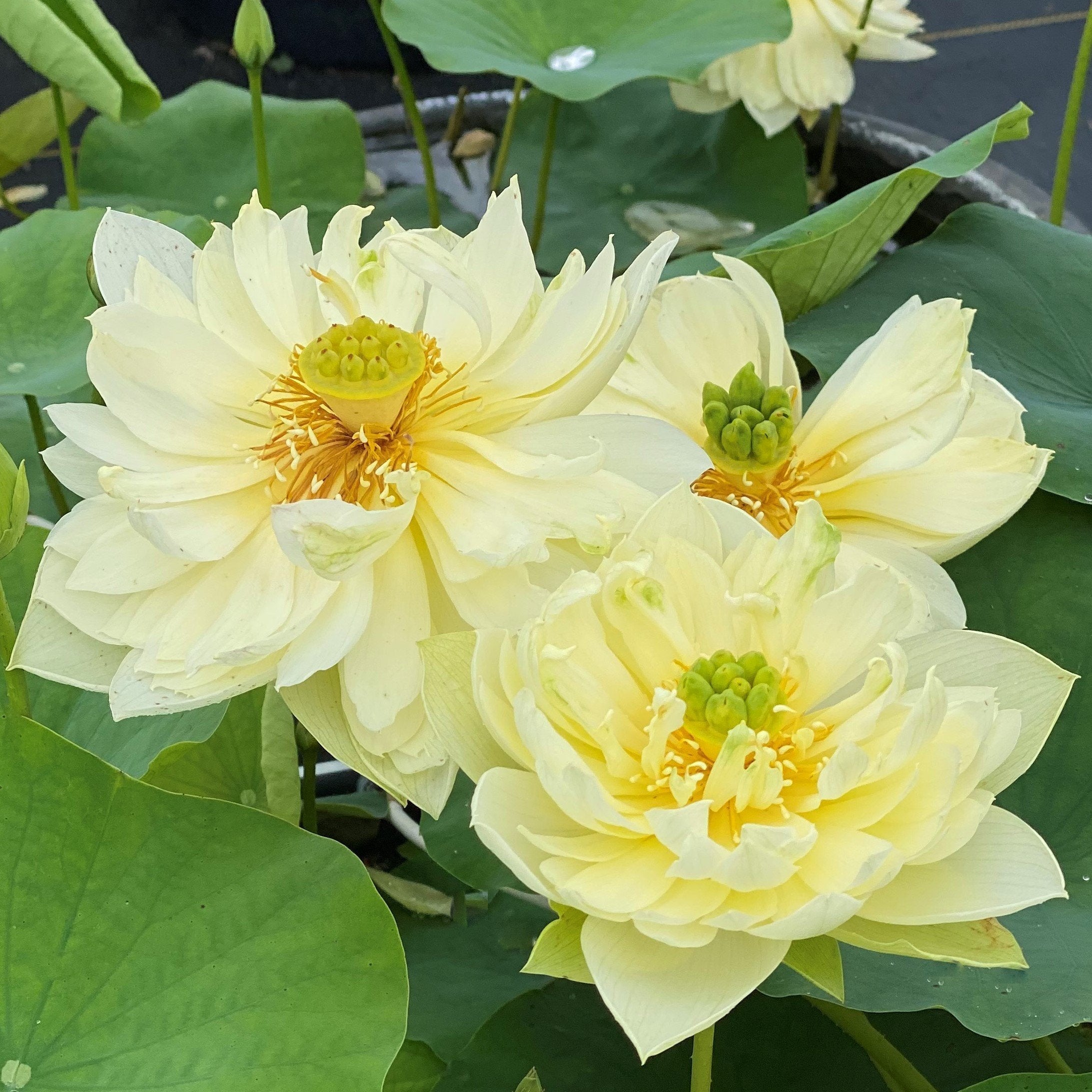 Yellow Peony - Ten Mile Creek Nursery