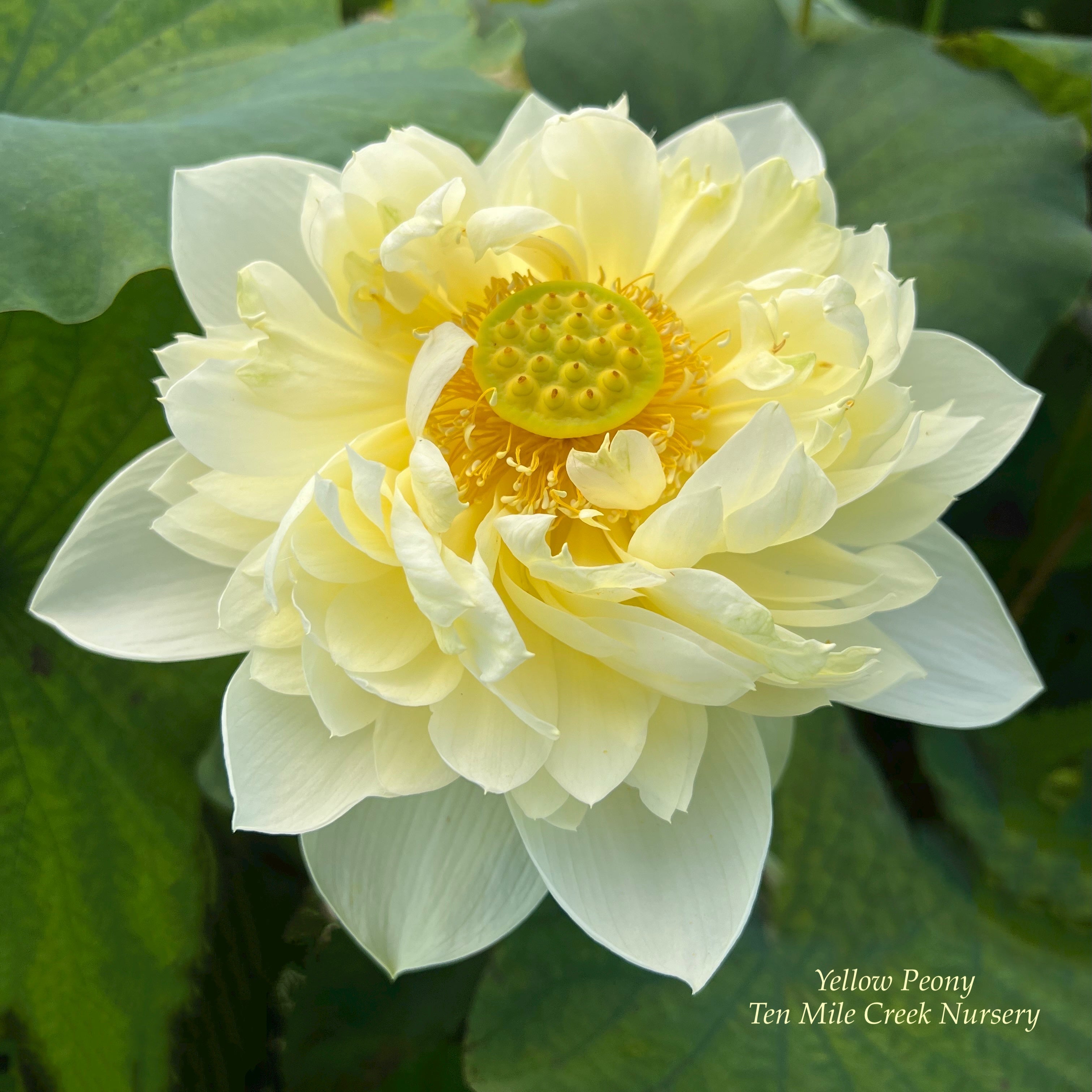 Yellow Peony - World-wide Favorite! - Ten Mile Creek Nursery