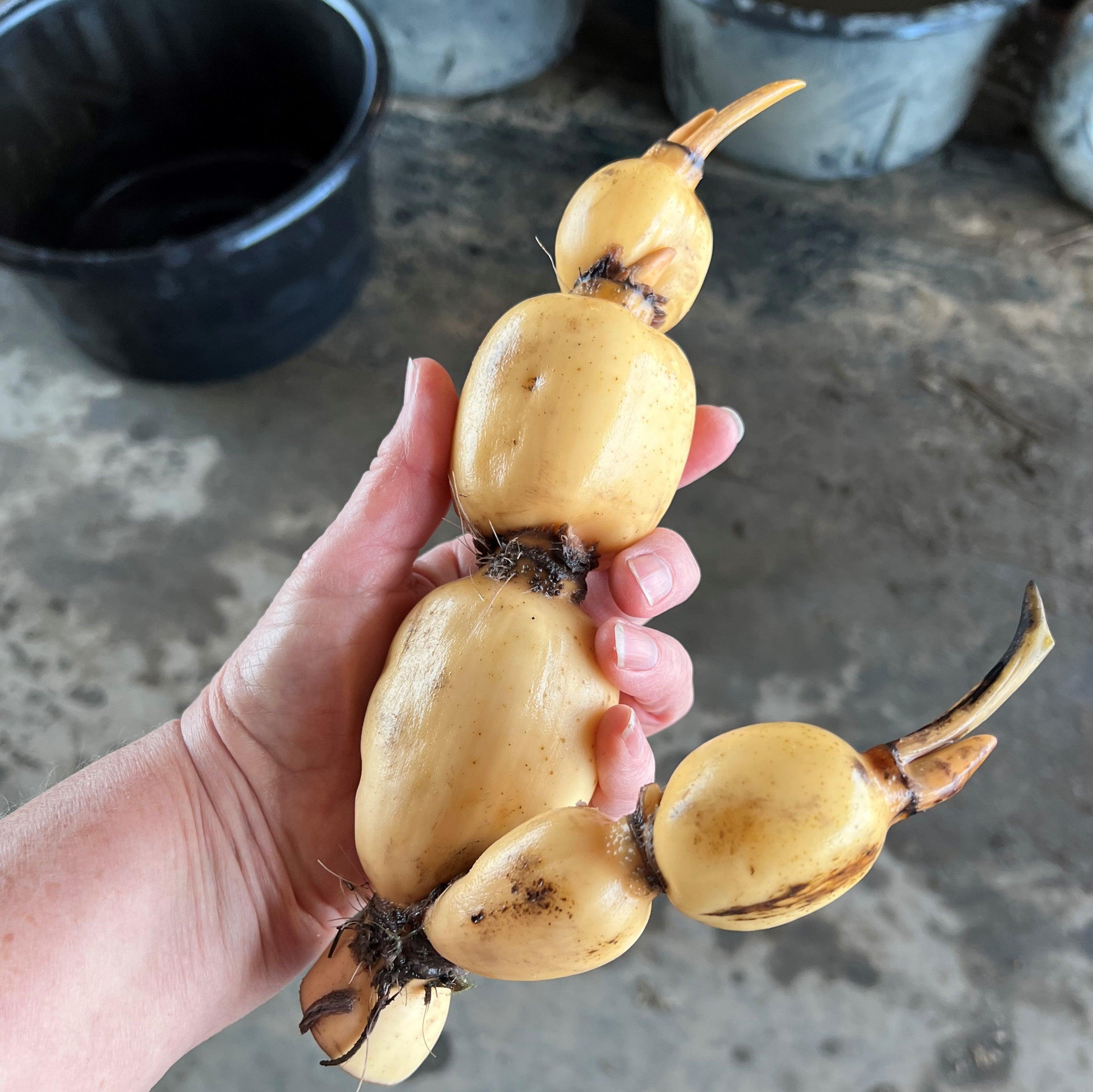 Yileen Garden Lotus Lotus (Bare Root) - Play It Koi
