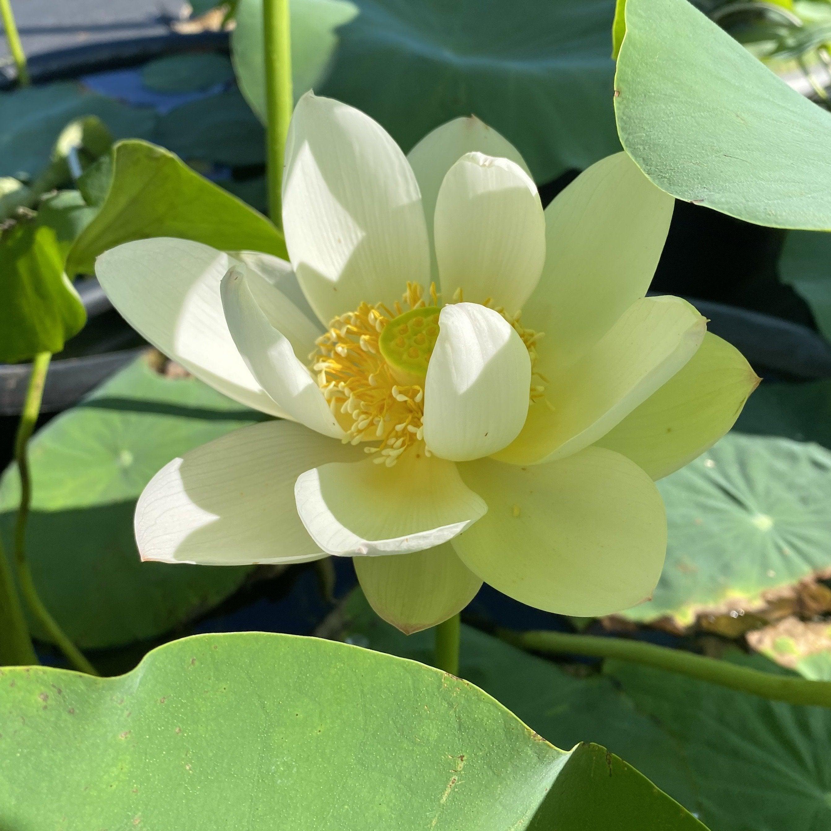Yileen Garden Lotus Lotus (Bare Root) - Play It Koi