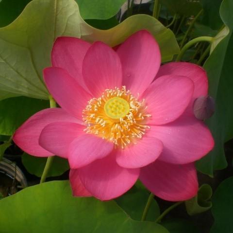 Yimeng Red - Super Bright Color Lotus (Bare Root) - Play It Koi