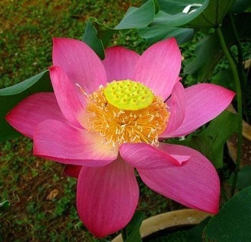 Yimeng Red - Super Bright Color Lotus (Bare Root) - Play It Koi