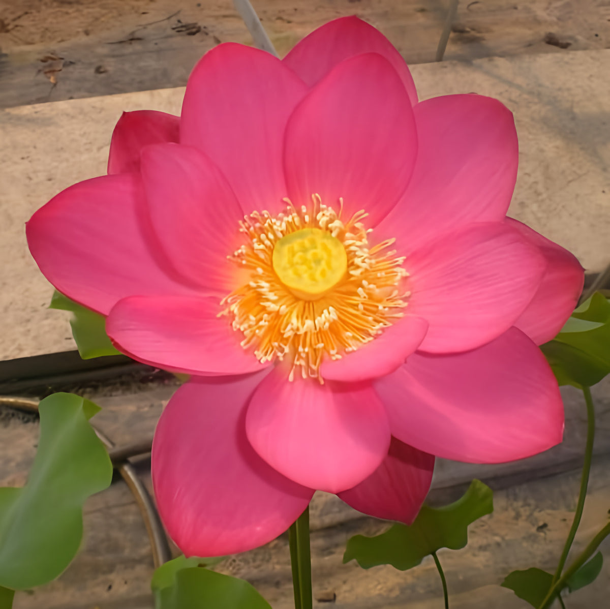 Yimeng Red - Super Bright Color Lotus (Bare Root) - Play It Koi
