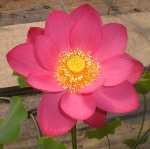 Yimeng Red - Super Bright Color Lotus (Bare Root) - Play It Koi