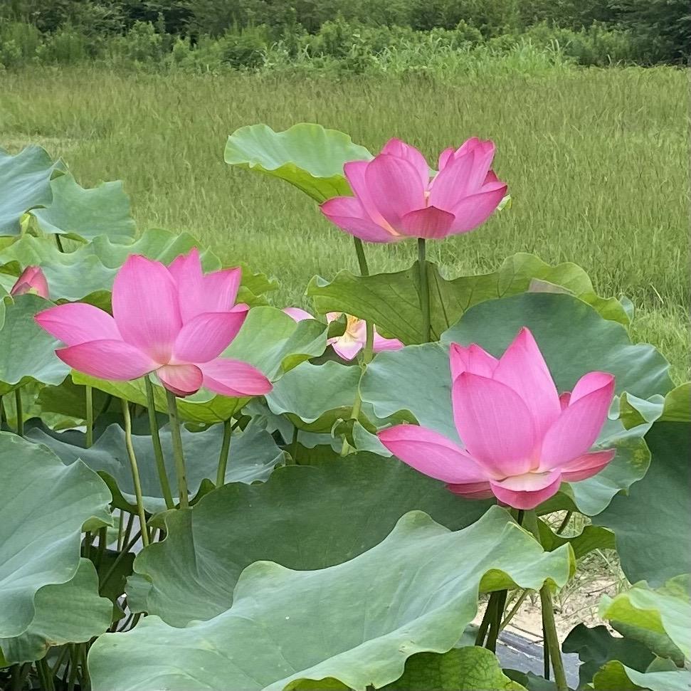 Yimeng Red - Super Bright Color Lotus (Bare Root) - Play It Koi