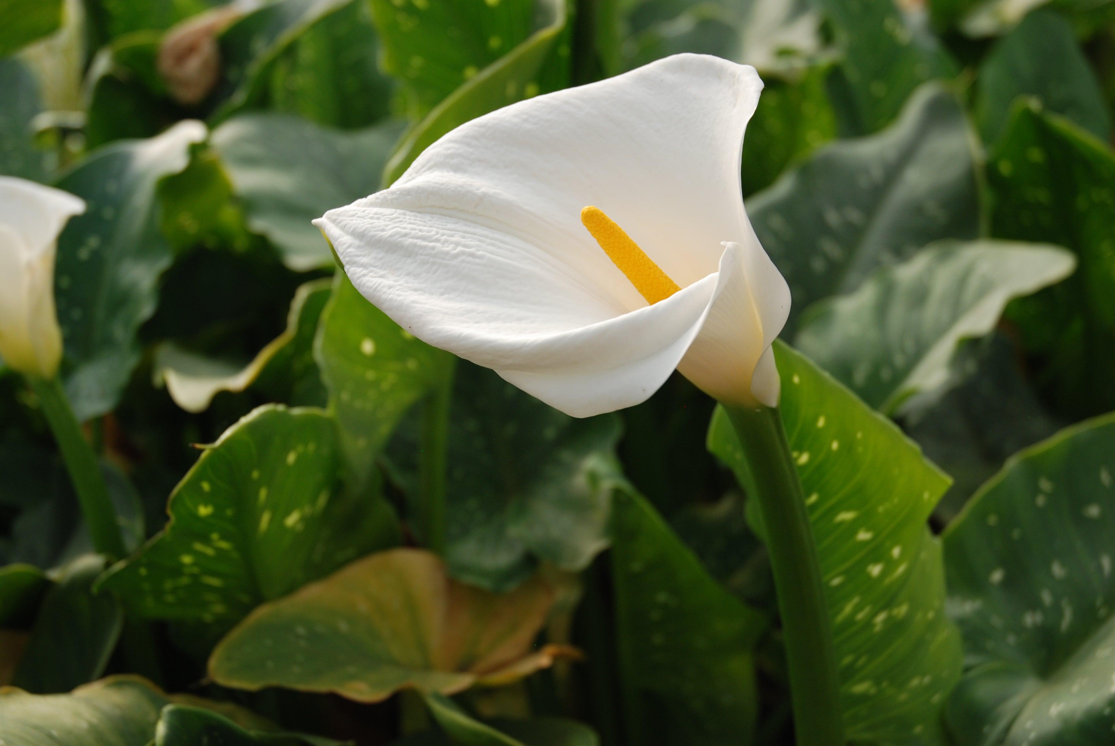 common white calla lily Zantedechia aethiopica 'Marshmallow' Calla Lily (Bare Root)