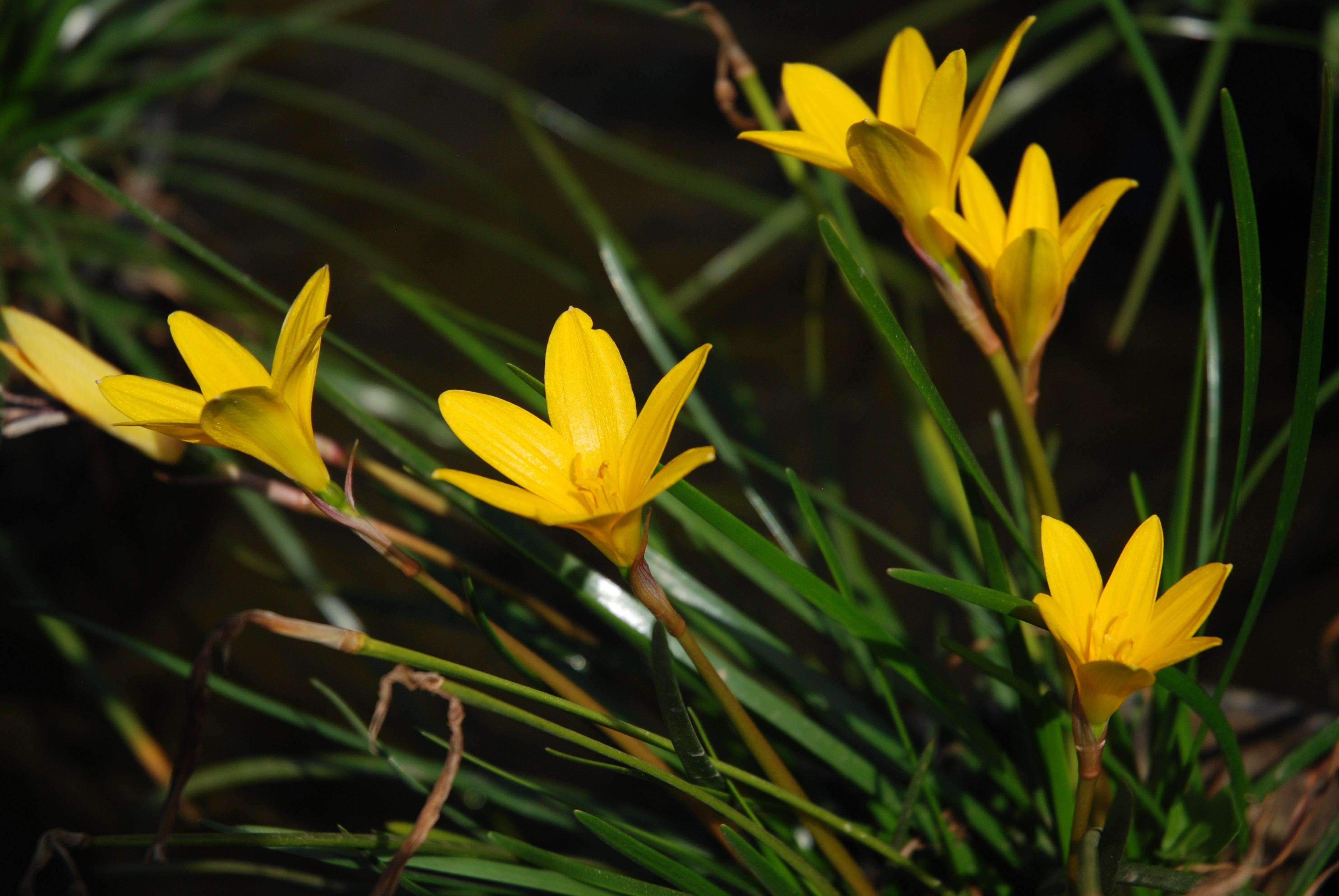 Zephyranthes flavissima 'Yellow Rain Lily' (Bare Root) - Play It Koi
