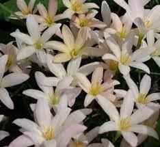 Zephyranthes 'Prairie Sunset' (Bare Root) - Play It Koi