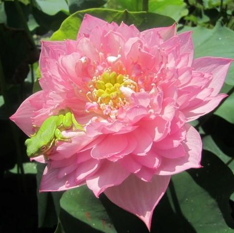 Zhaojun Look Back Shadow - A Love Story Lotus (Bare Root) - Play It Koi