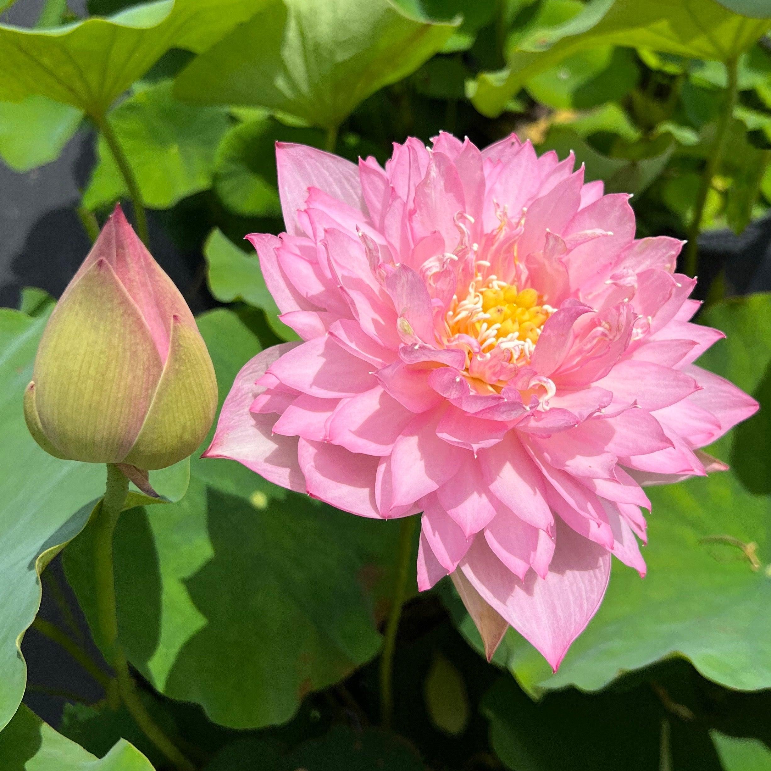 Zhaojun Look Back Shadow - A Love Story Lotus (Bare Root) - Play It Koi