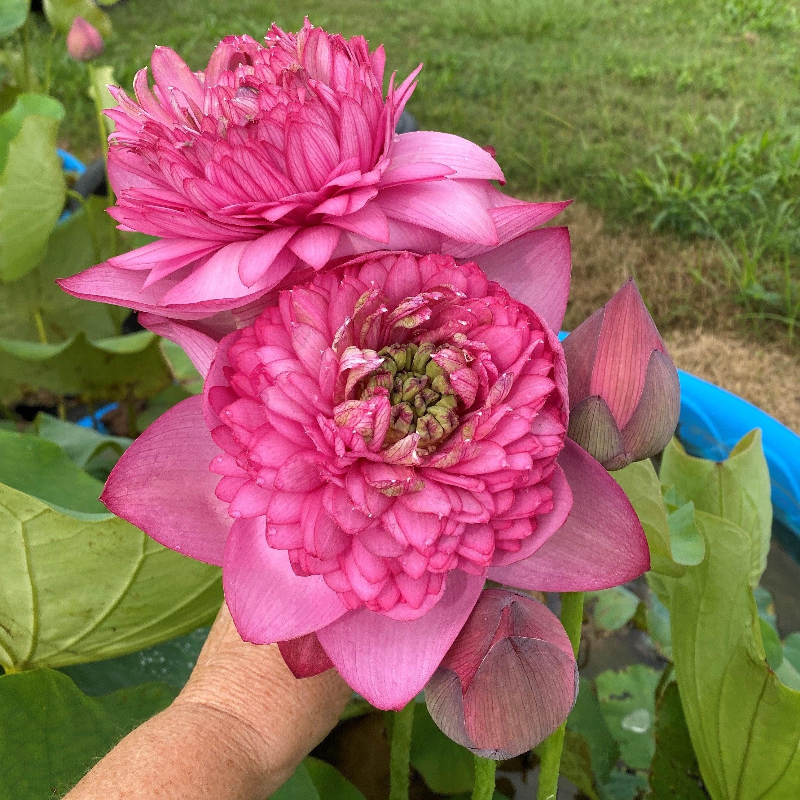 Zhongshan Duplicate Red Lotus (Bare Root) - Play It Koi