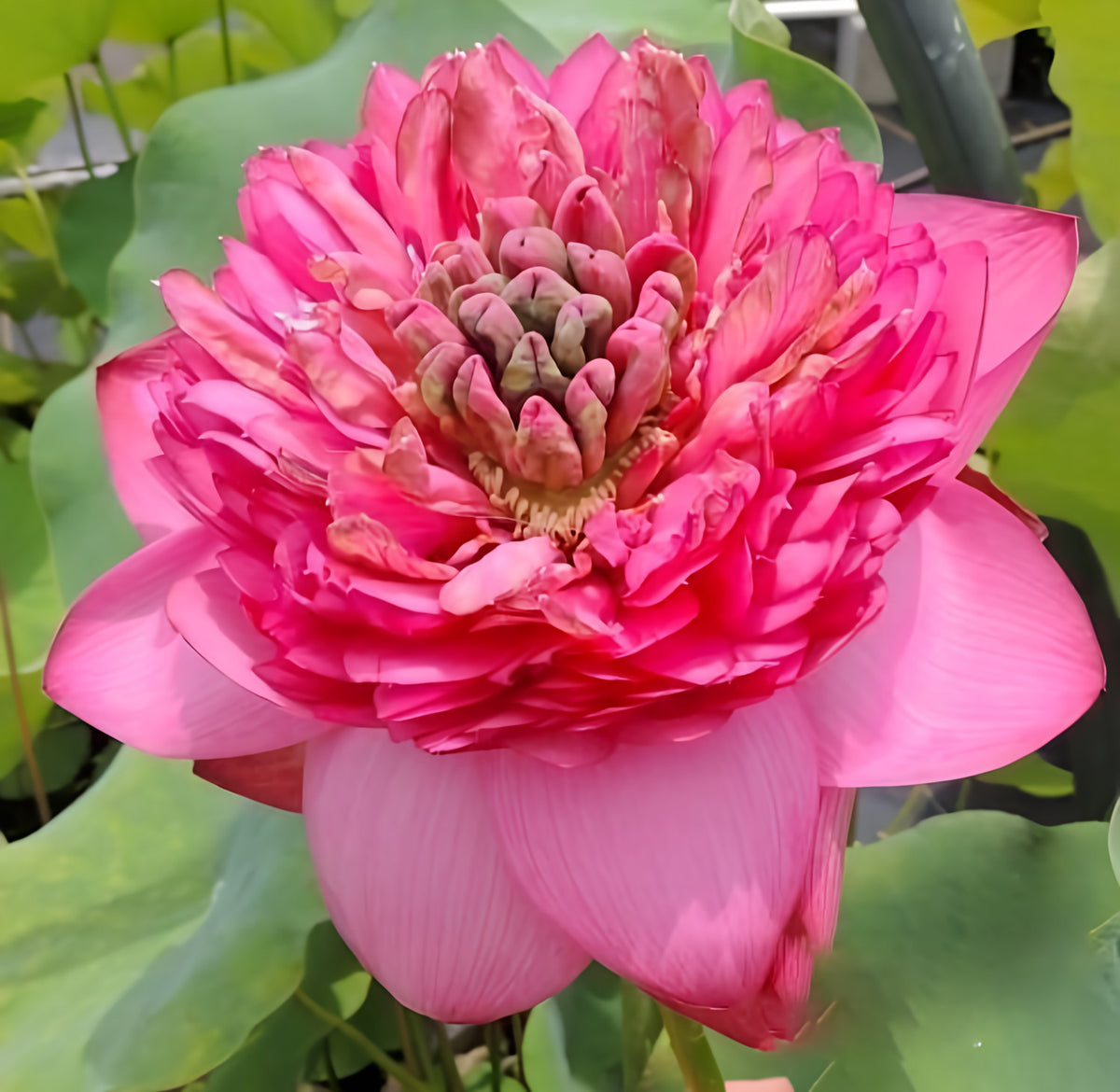 Zhongshan Duplicate Red Lotus (Bare Root) - Play It Koi