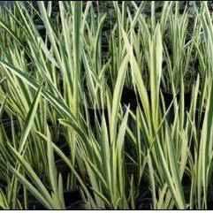 Acorus Calamus 'Variegata' - Variegated Sweet Flag (Bare Root) - Play It Koi