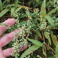 Airmax Pond Logic Shoreline Defense Aquatic Herbicide - Play It Koi