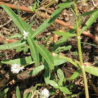 Airmax Pond Logic Shoreline Defense Aquatic Herbicide - Play It Koi