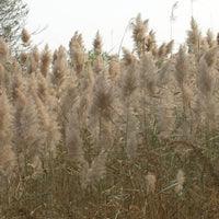 Airmax Pond Logic Shoreline Defense Aquatic Herbicide - Play It Koi