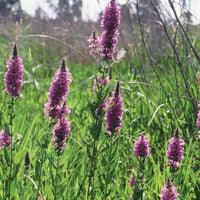 Airmax Pond Logic Shoreline Defense Aquatic Herbicide - Play It Koi