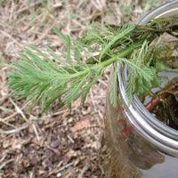 Airmax Pond Logic Ultra PondWeed Defense Aquatic Herbicide - Play It Koi