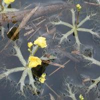 Airmax Pond Logic Ultra PondWeed Defense Aquatic Herbicide - Play It Koi