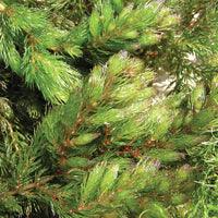 Airmax Pond Logic Ultra PondWeed Defense Aquatic Herbicide - Play It Koi