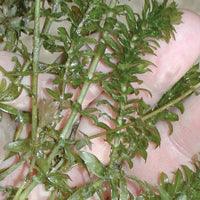 Airmax Pond Logic Ultra PondWeed Defense Aquatic Herbicide - Play It Koi