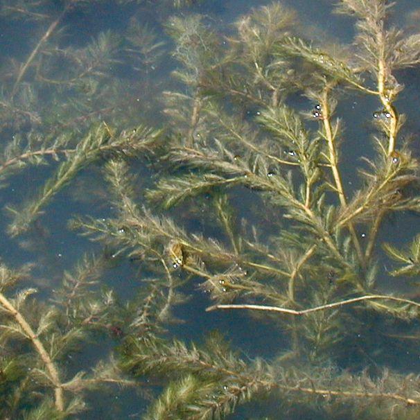 Airmax Pond Logic WipeOut PondWeed Defense Aquatic Herbicide - Play It Koi